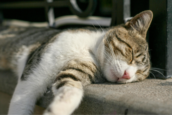 Somnifère pour chat en pharmacie