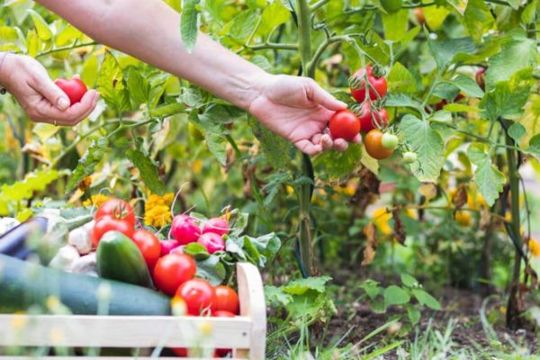 Les erreurs à éviter dans la fertilisation des tomates