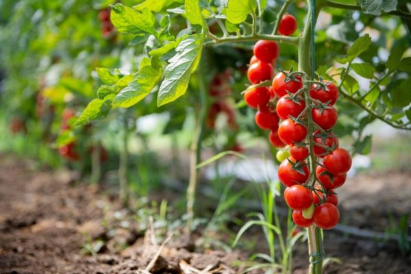 engrais naturel pour tomates